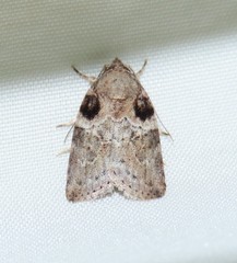 Garella rotundipennis