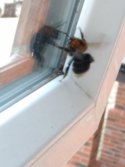 Bombus hypnorum