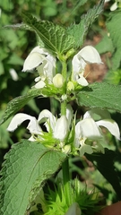 Lamium album