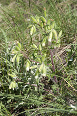 Onosma visianii