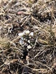 Noccaea cochleariformis