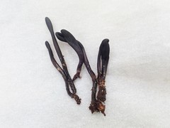 Geoglossum difforme