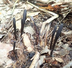 Geoglossum difforme