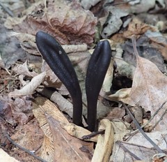 Geoglossum difforme
