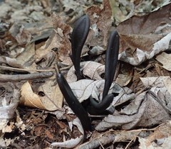 Geoglossum difforme