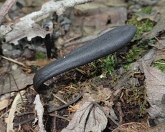Geoglossum difforme