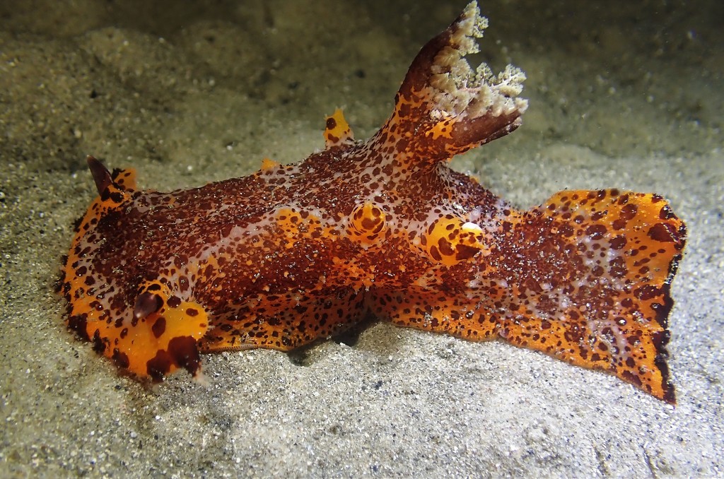 Tile's Sea Slug