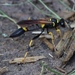 Yellow-legged Mud-dauber Wasp - Photo (c) Nicholas Cowey, some rights reserved (CC BY-NC), uploaded by Nicholas Cowey