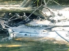 Crocodylia