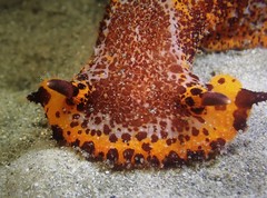 Plocamopherus tilesii