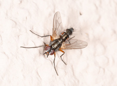 Mintho rufiventris