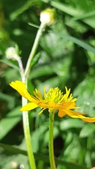 Ranunculus