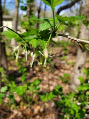 Ribes missouriense
