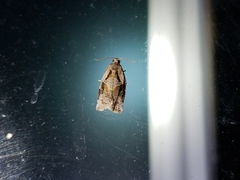 Archips grisea