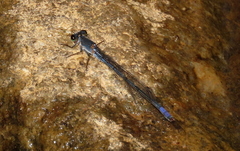 Pseudagrion draconis