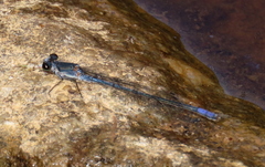 Pseudagrion draconis