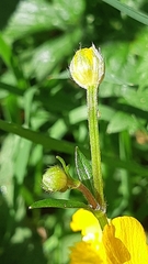 Ranunculus