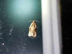 Archips grisea
