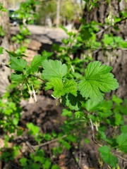 Ribes missouriense