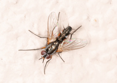 Mintho rufiventris