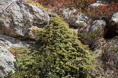Juniperus communis saxatilis