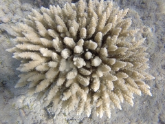 Acropora tenuis
