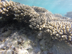 Acropora tenuis