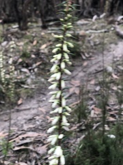 Melichrus urceolatus