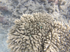 Acropora tenuis