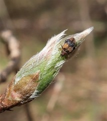 Rhynchaenus xylostei