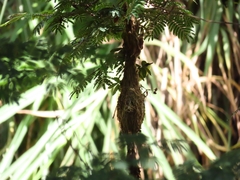 Todirostrum cinereum