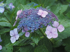 Hydrangea anomala