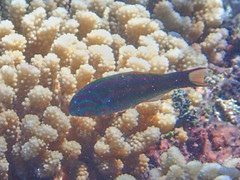 Thalassoma quinquevittatum