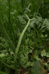 Epitrimerus anthrisci