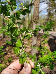 Ribes missouriense