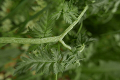 Epitrimerus anthrisci