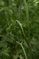 Epitrimerus anthrisci