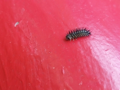 Periclista lineolata