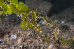 Solenostomus halimeda