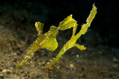 Solenostomus halimeda