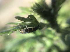 Coccinella septempunctata