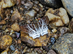 Odontoptilum angulata