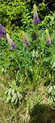 Lupinus polyphyllus