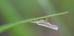 Fissicrambus quadrinotellus
