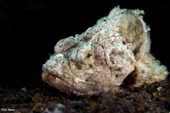 Scorpaenopsis macrochir