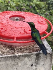 Anthracothorax nigricollis