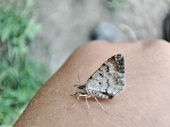 Xanthorhoe spadicearia