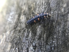 Coccinella septempunctata