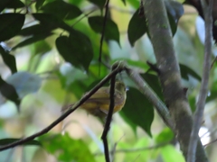 Mionectes oleagineus