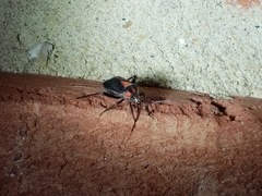 Taedia